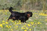 CAVALIER KING CHARLES 614
